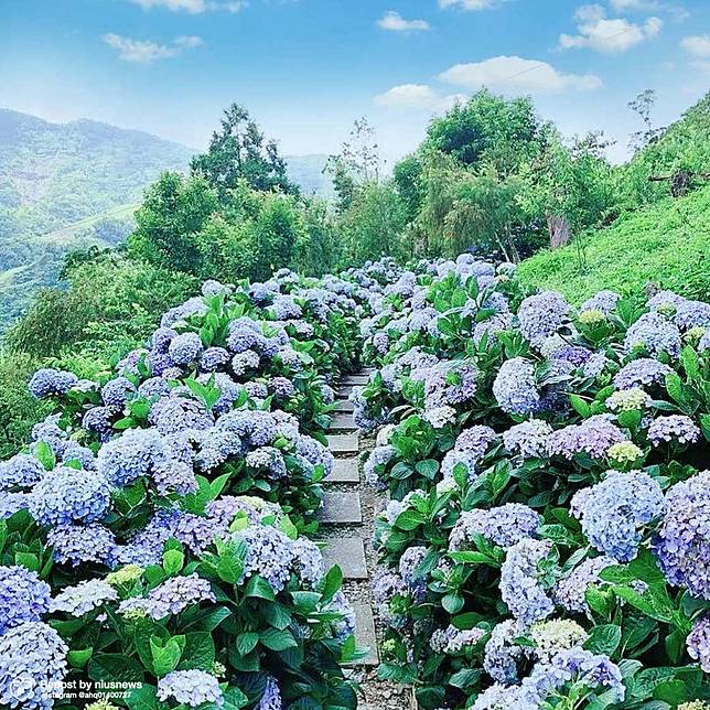6月繡球花季全台9個熱門賞花地點 仙女們請手刀收藏 妞新聞 Line Today