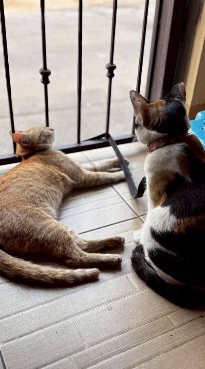 💝ด้อม น้องเฮง,บุญรอด,ส้ม💝😼