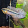 五 餅 二 魚