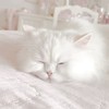 하 니 ིྀ݂ 𖹭𓈒ּׅ༷༙֯𓂂 ฮานิ กลุ่มคุยเล่นนะค่บบ