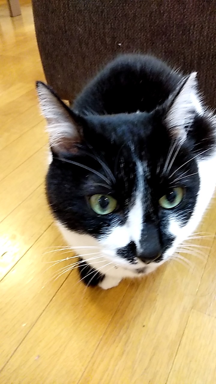 猫を飼っている人､猫が好きな人集まれ〜！