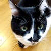 猫を飼っている人､猫が好きな人集まれ〜！