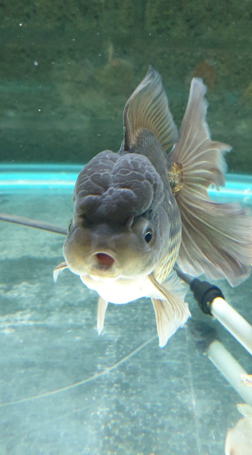 草屯人養魚（泰獅 金魚）