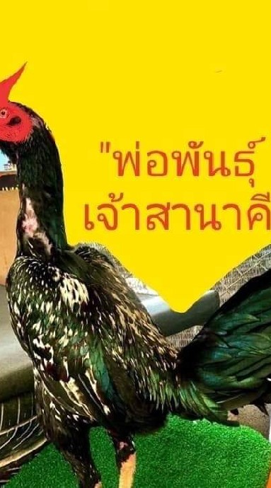 ซุ้ม เพชรบูรพา