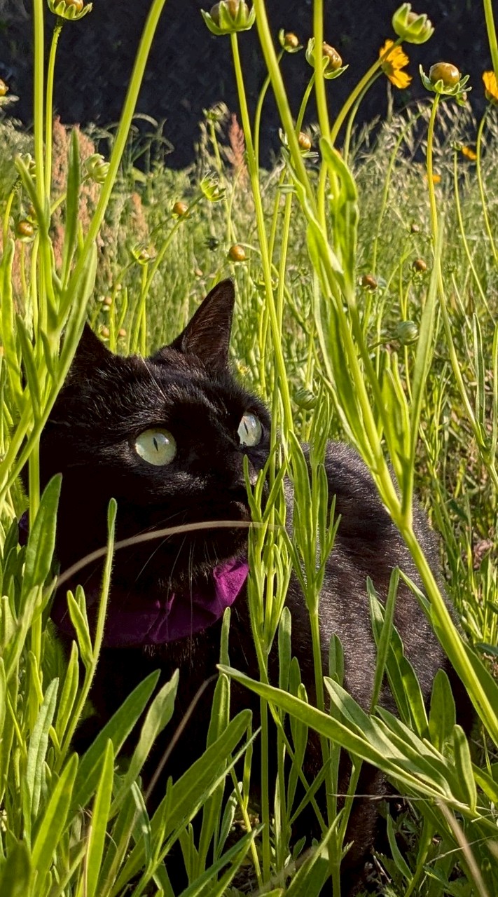 【👑𓃠猫部屋𓃠👑】猫仲間の集い🐈‍⬛        猫暮しコミュニティ