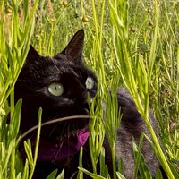 【👑𓃠猫部屋𓃠👑】猫仲間の集い🐈‍⬛        猫暮しコミュニティ