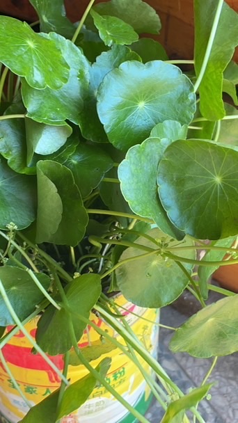 阿珠暴發戶，豬站對地方一定會飛起來