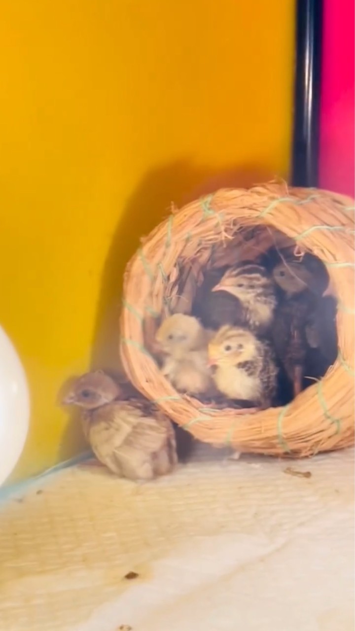 宏宏報雞仔群🐣