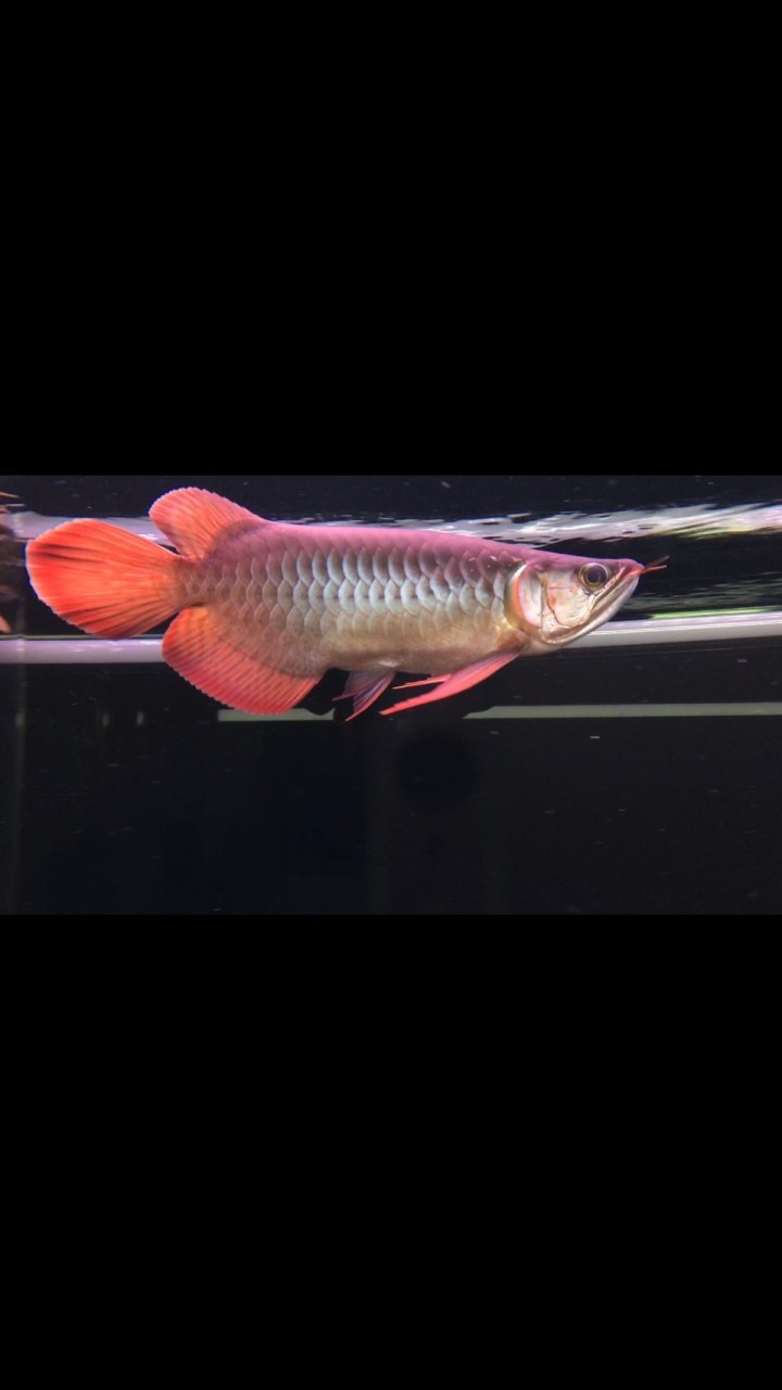 🌈寵物水族自由交流🌈