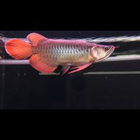 🌈寵物水族自由交流🌈