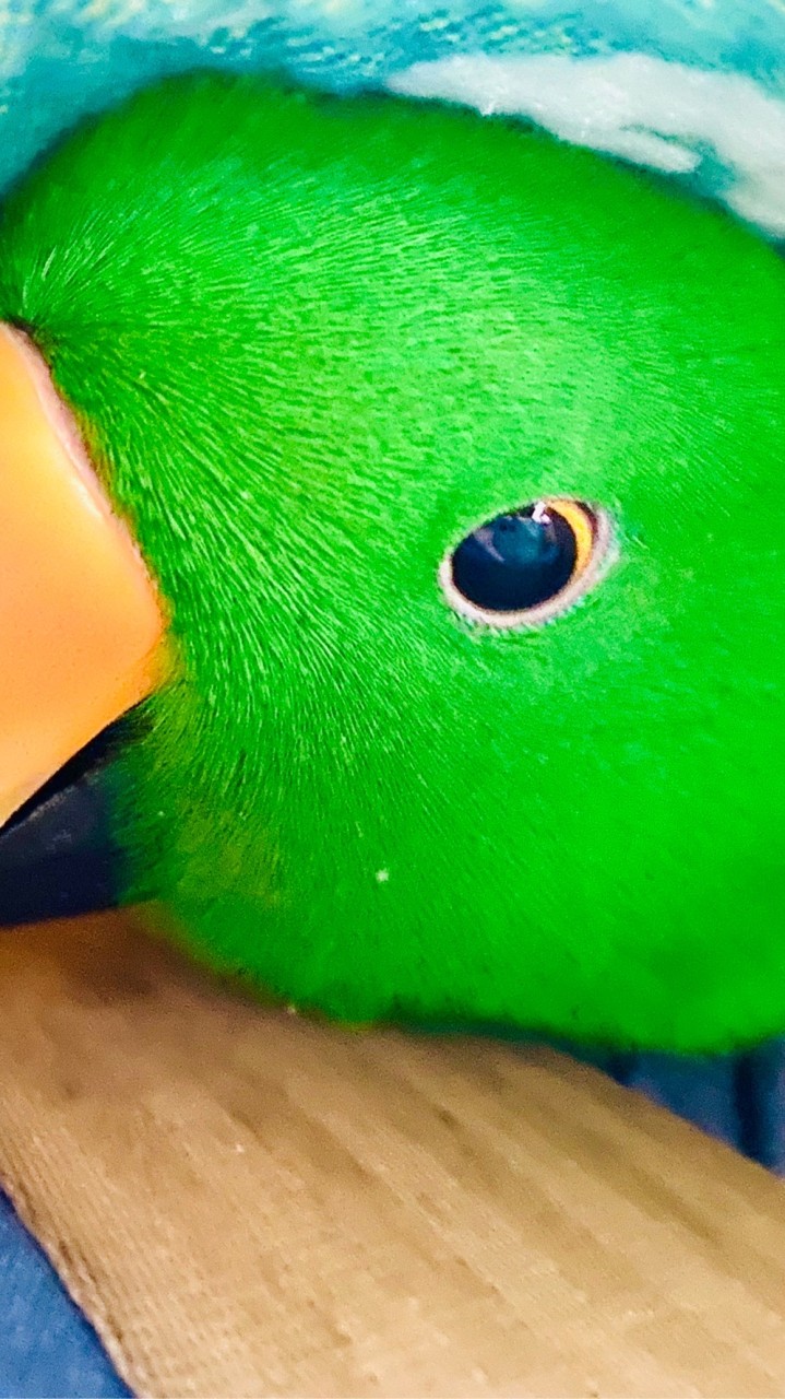 鸚鵡百寶箱
