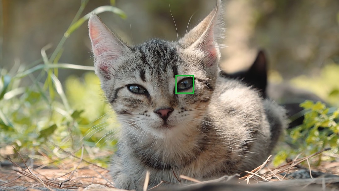 Sony相機「動物眼部對焦」是怎麼做到的？專訪Sony本部－岩附豊先生解構黑科技的原理