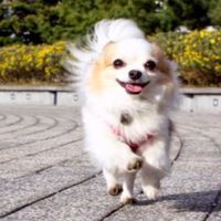 チワワ♡埼玉県