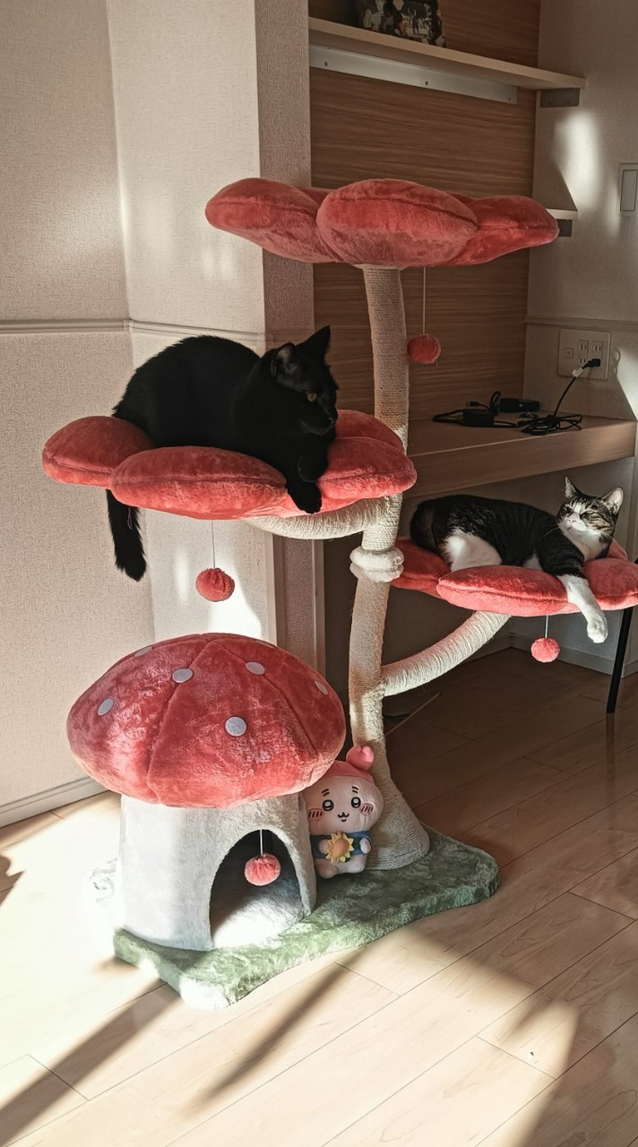 チャチャとビビの仲間達