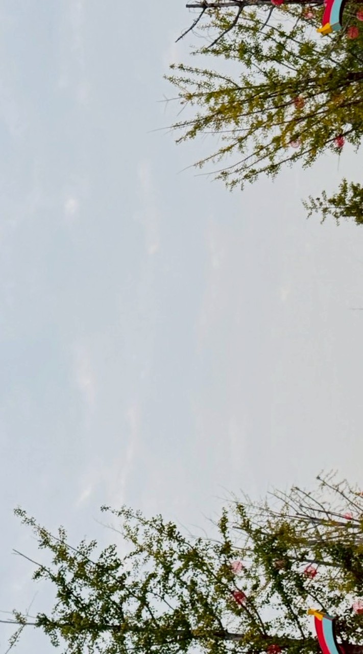 115.05太保花鳥班