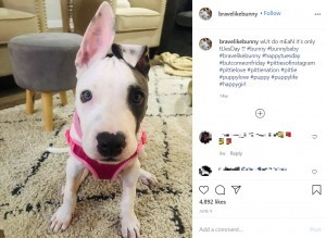 諦めなくて良かった 獣医の看病で破傷風と闘う犬が元気に回復 米 動画あり