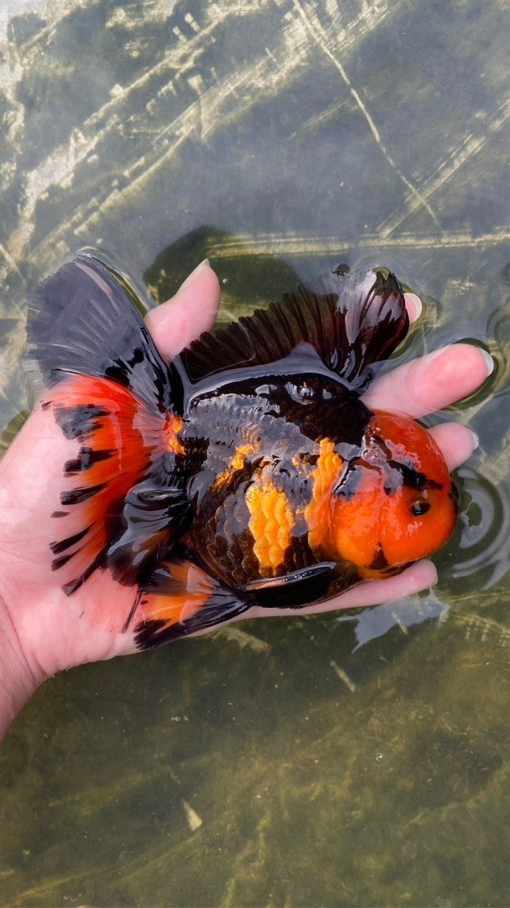 Sit goldfish farm 🐡✨🧚🏻‍♀️