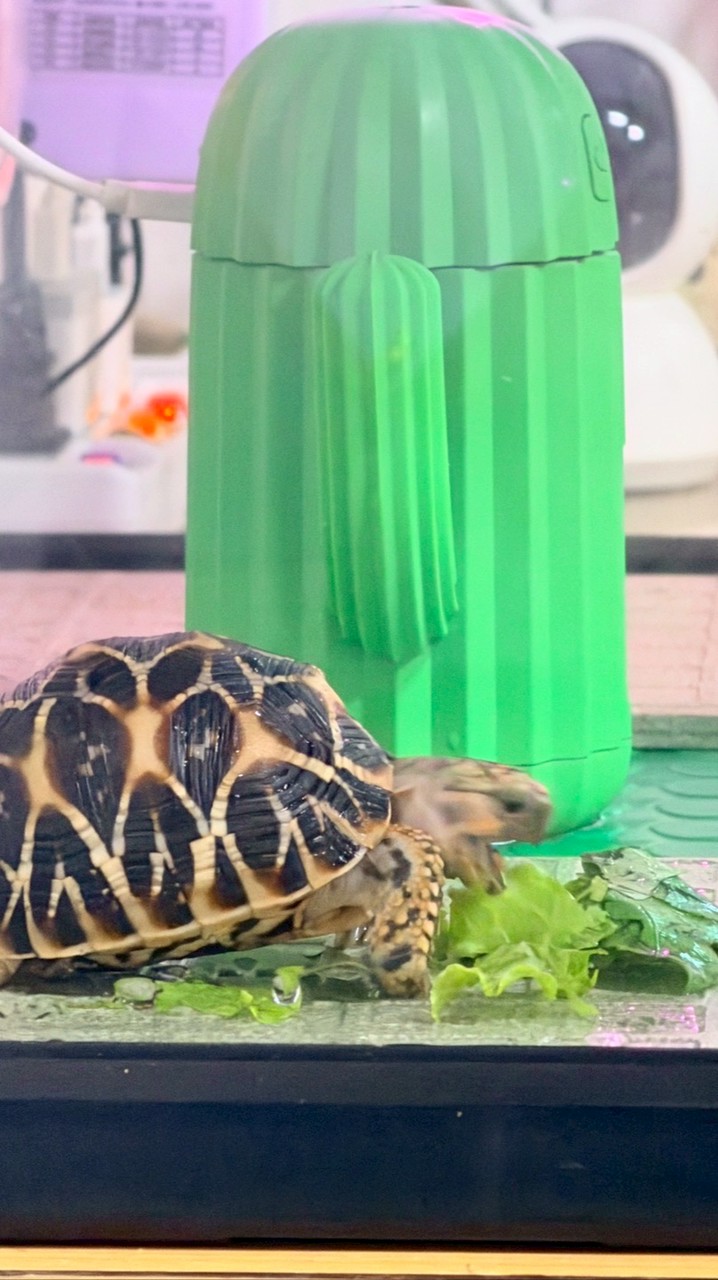 星星🐢🐢知我心