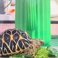 星星🐢🐢知我心
