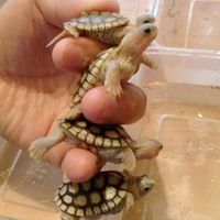 Yes兩棲爬蟲工作室