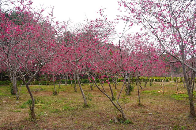 鳥銃頭櫻花公園