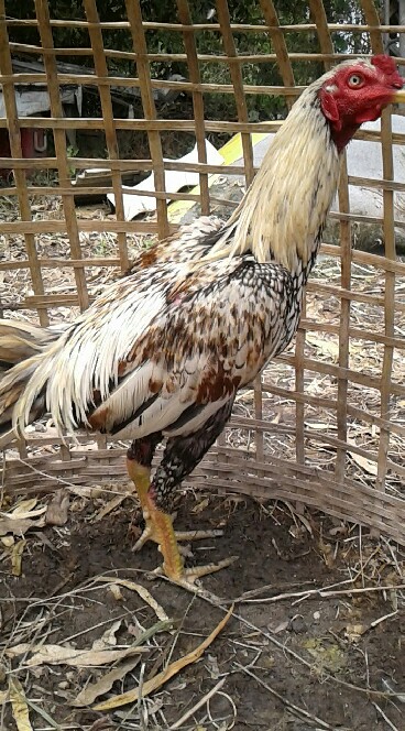 ซื้อ-ขายไก่ชนนครนายก
