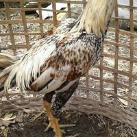 ซื้อ-ขายไก่ชนนครนายก