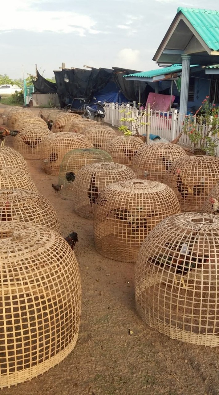 โชคอนันต์