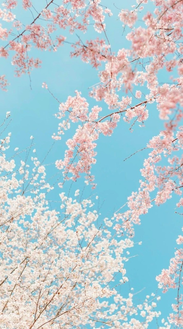 古顧菇