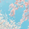 古顧菇