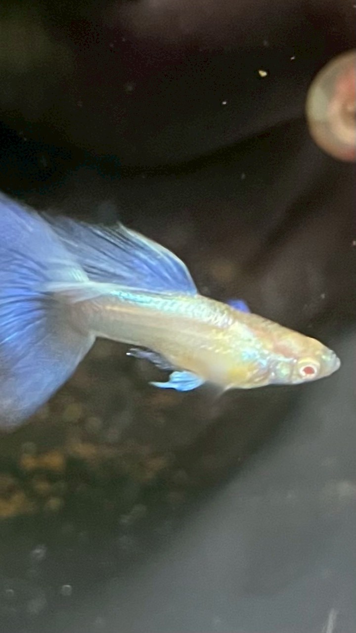 Guppy X