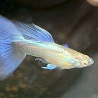 Guppy X