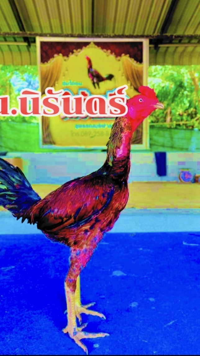 น.นิรันดร์