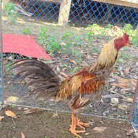 ซุ้ม. หลังศูนย์