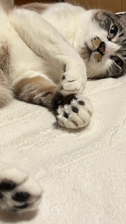 梅光園1丁目掲示板（㊗️オープン！）🐈🐕🦜令和7年度〜♫