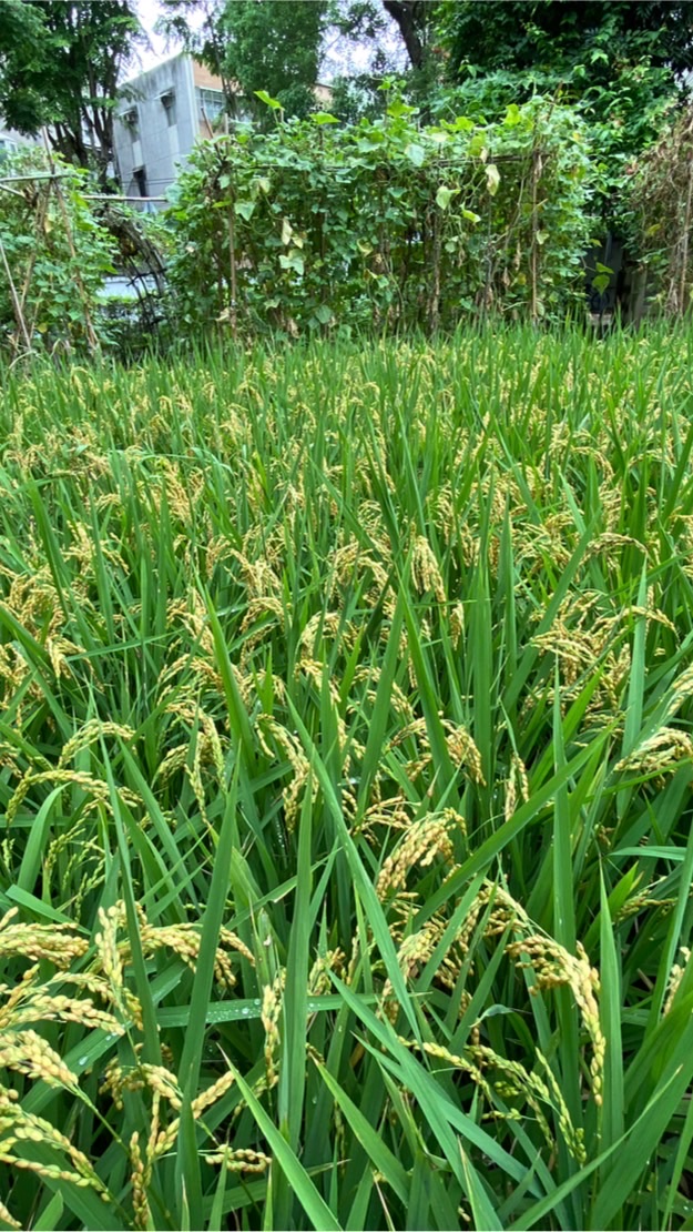 新北食農樂活巧營造