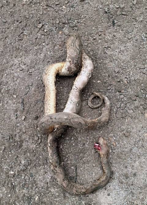 Sejumlah Ular Mati Akibat Kebakaran Hutan Di Kalteng