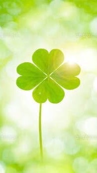 40歳からの🍀あつまれ憩いの広場🍀光✨