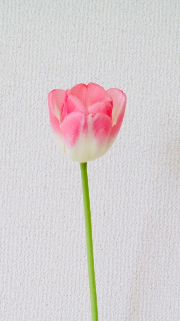 ICHIRINのオープンチャット