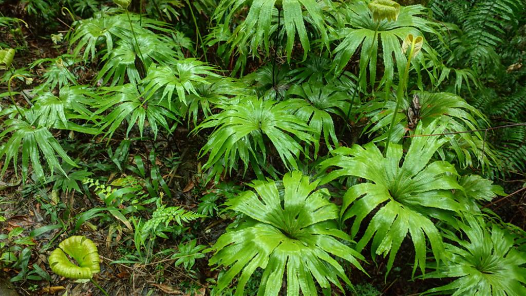 淡蘭古道-雙葉蕨