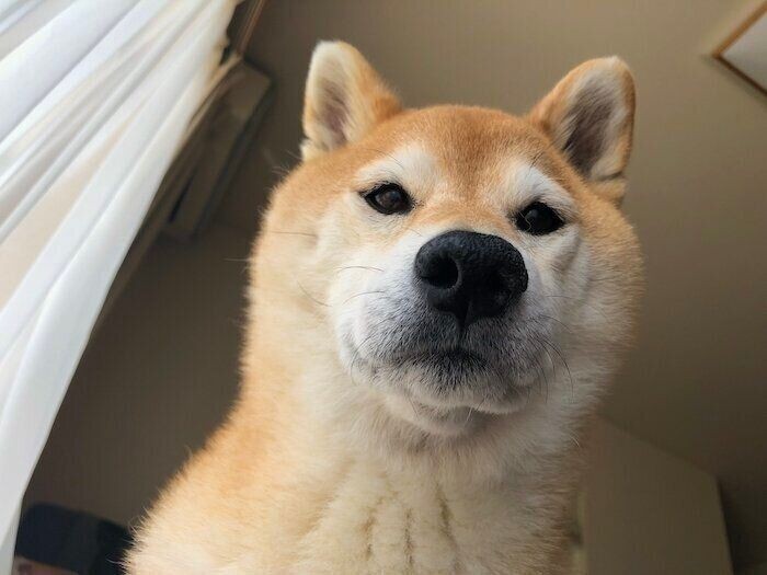 飼い主を心配してくれてる 隣で一緒にお昼寝してくれた柴犬マロたん いぬのきもちnews