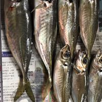 新潟アジング同好会