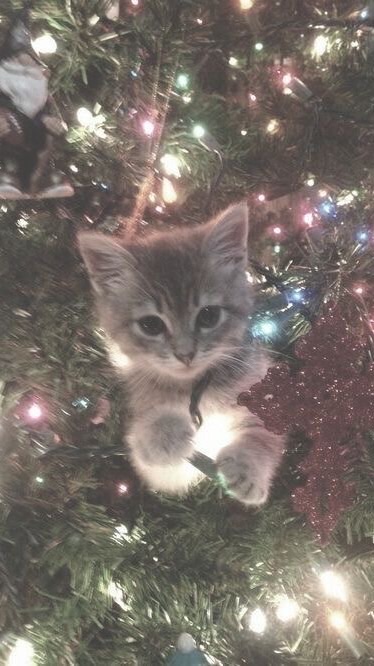 คนเหงาอย่าทิ้งเค้า 🎄🎅🏻