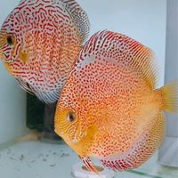 七彩神仙交流