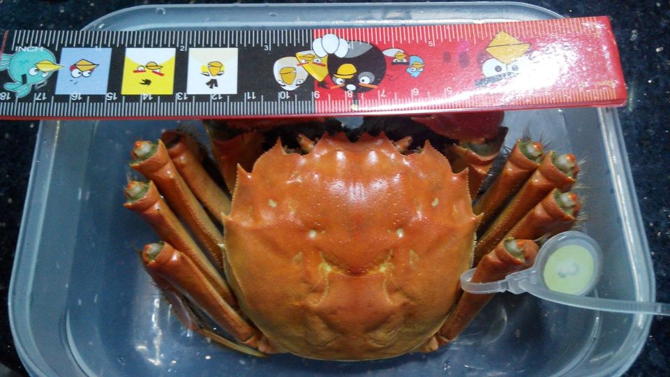 大閘蟹公蟹 六兩級