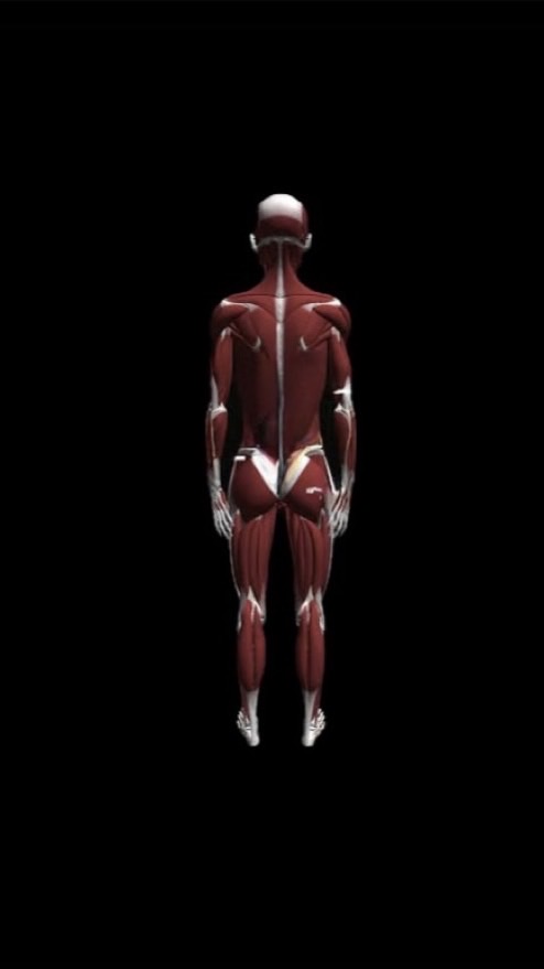 Ren Training Community