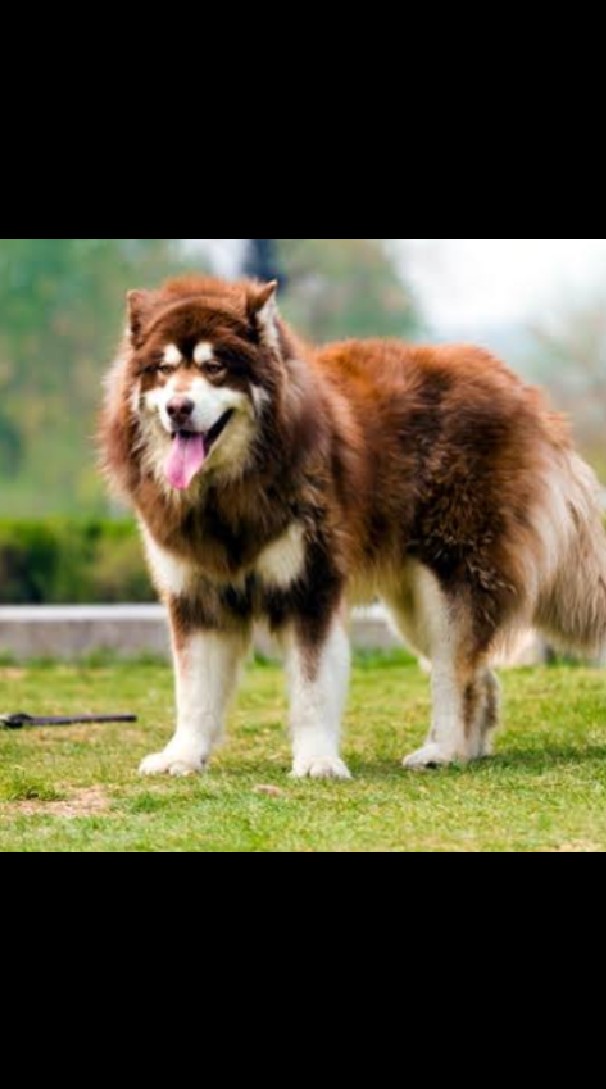 สุนัข🐶