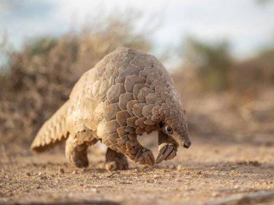 Mengenal Trenggiling Hewan Yang Diduga Pembawa Virus Korona