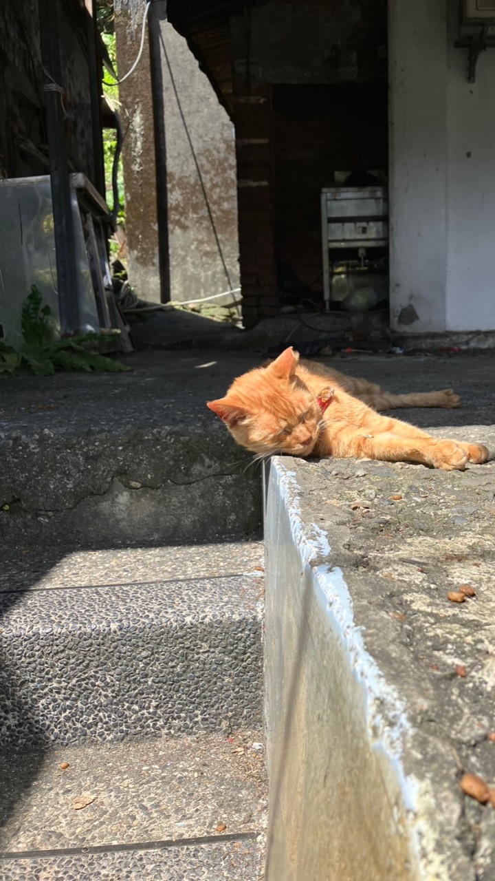 貓貓團