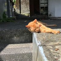 貓貓團